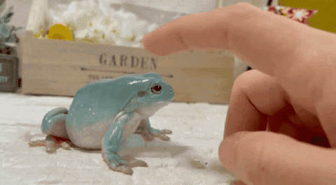 (비차량) 진로소주 두꺼비가 실존....??? 게시글 썸네일