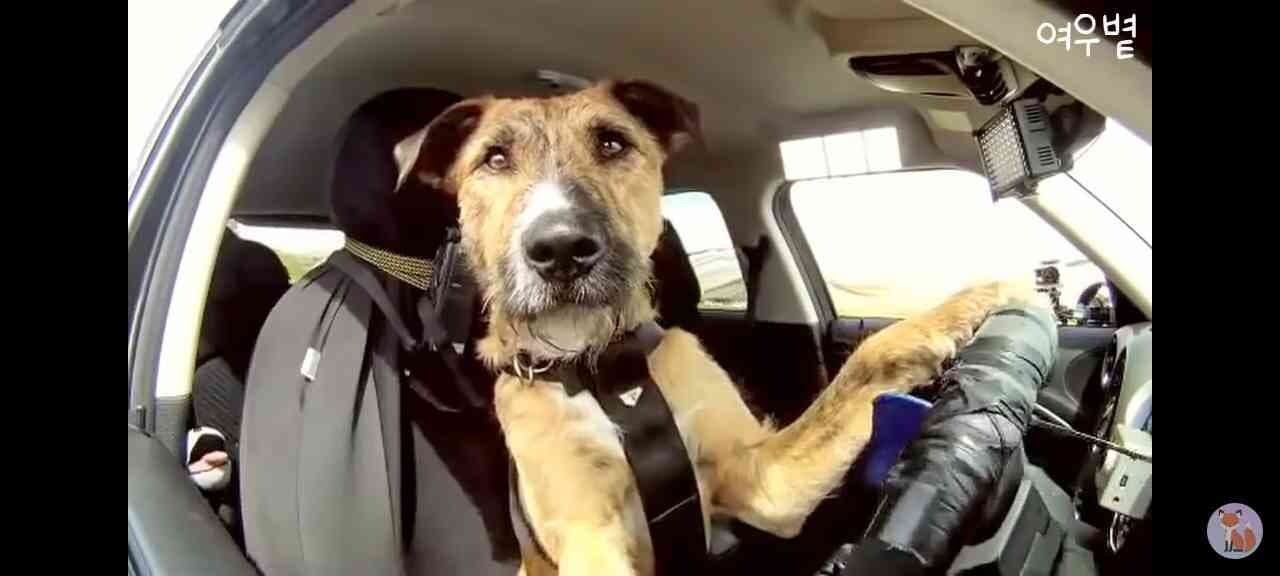 운전하는 강아지  게시글 썸네일