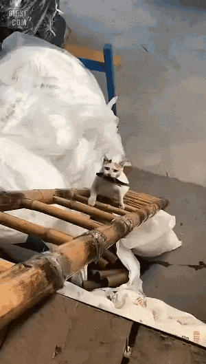 생선먹자! 냥냥 게시글 썸네일