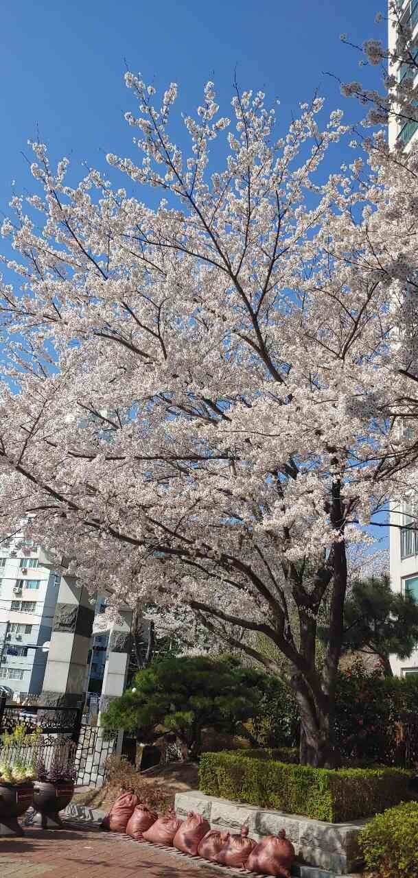 저도 결국 코로나 양성이네요. 게시글 썸네일