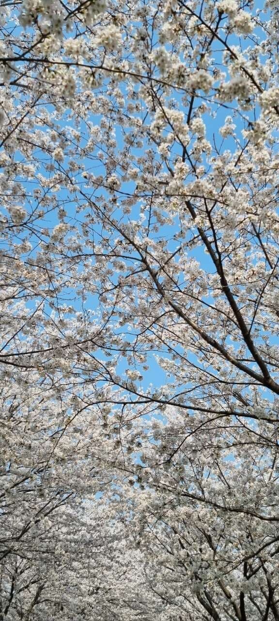 벚꽃이 참 아름답네요🌸🌸🌸 게시글 썸네일
