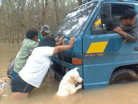 ‘개’는 유전적으로 사람과 친구입니다.  게시글 썸네일