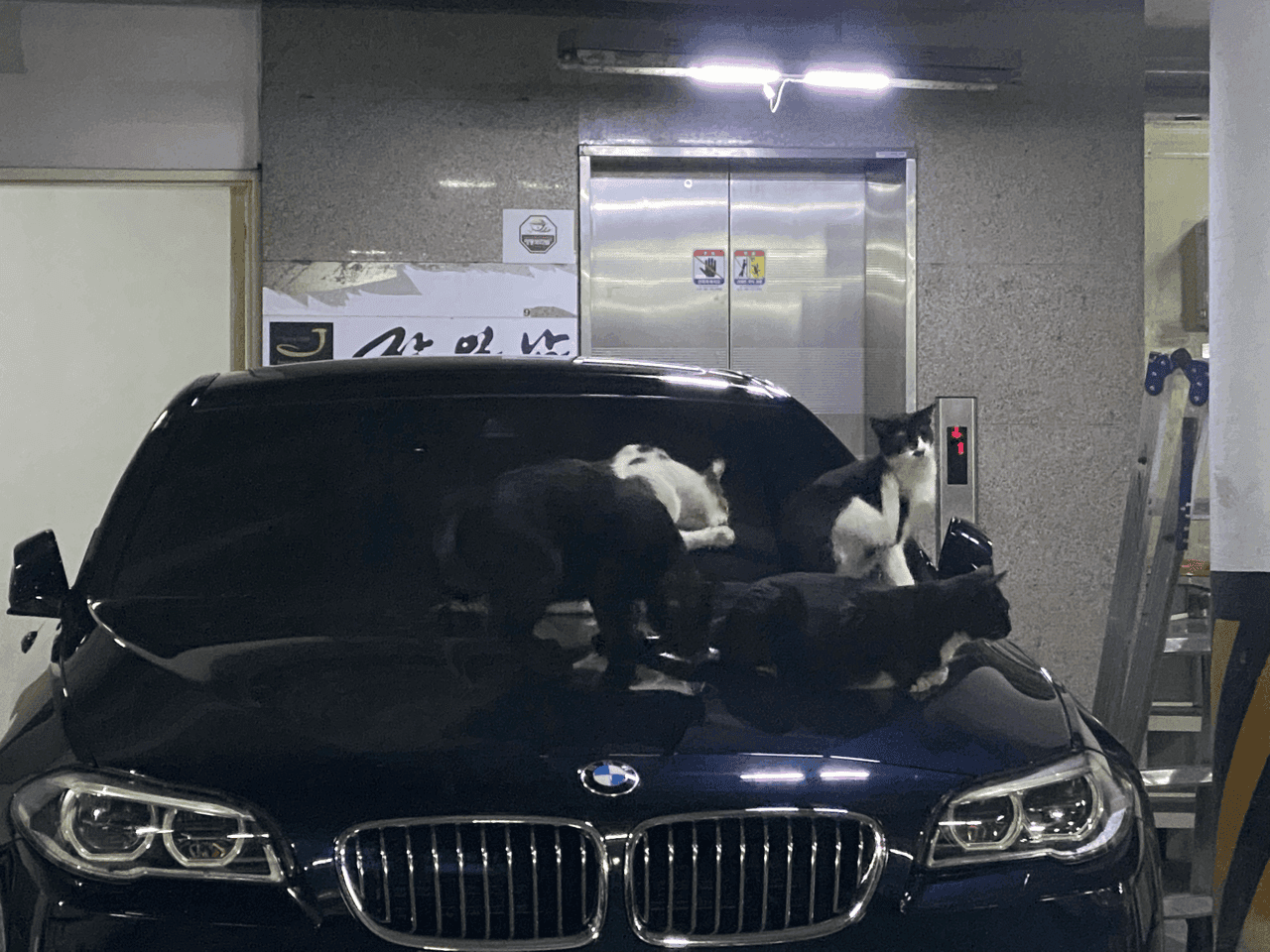 고양이 맛집 5시리즈ㅋㅋㅋ 게시글 썸네일