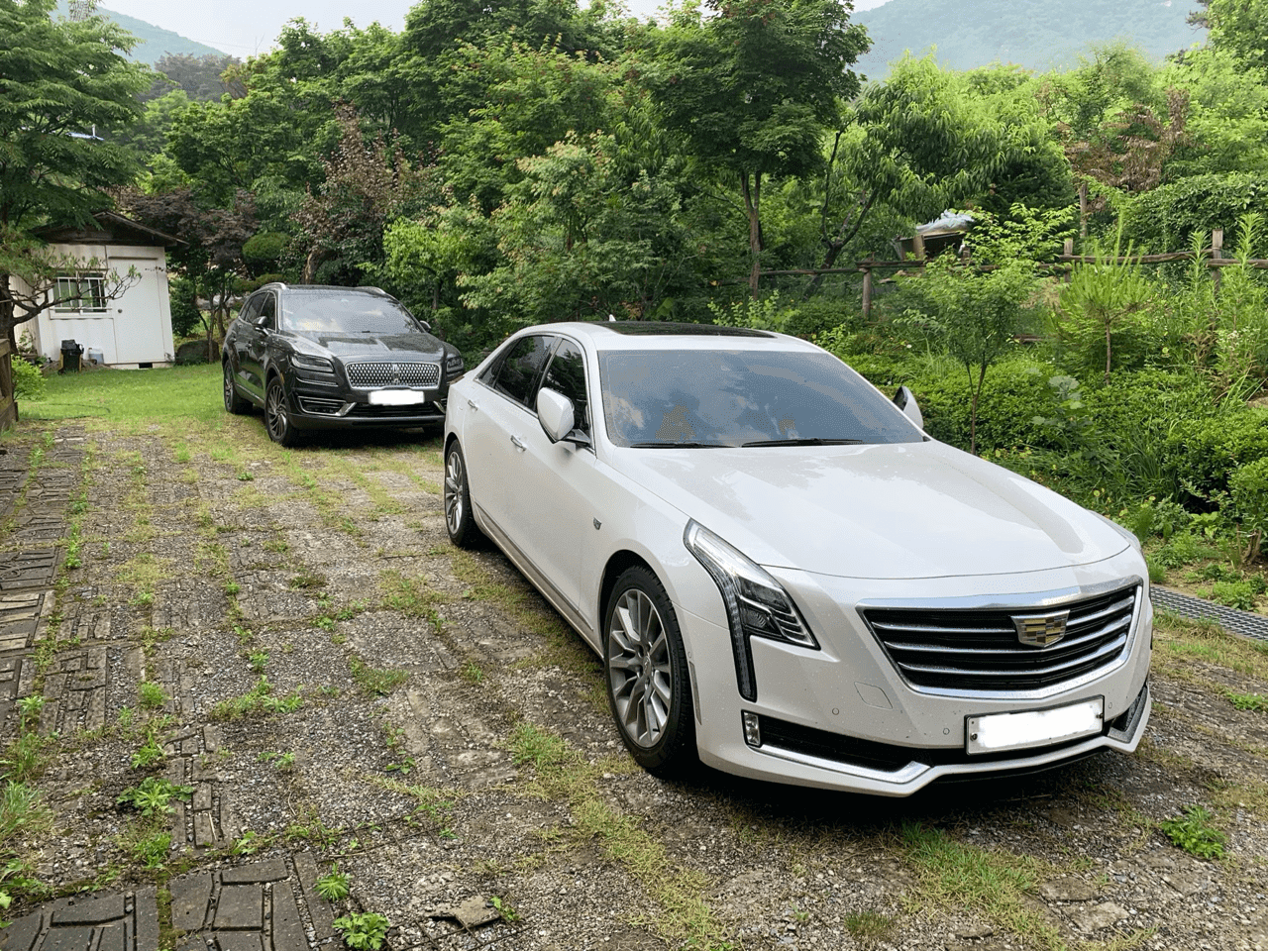 중고입양.. 게시글 썸네일