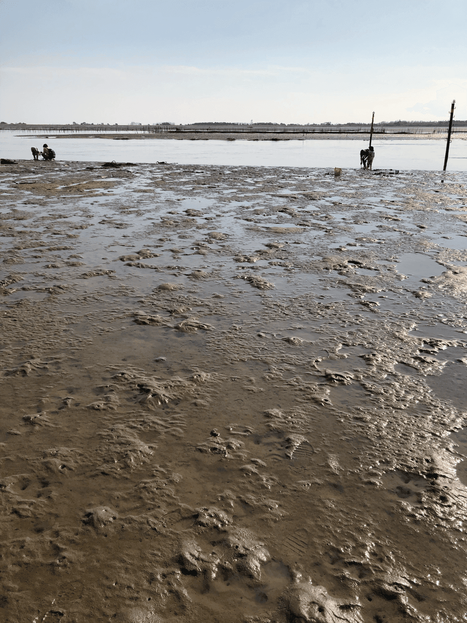 이거 무슨 조개일까요? 게시글 썸네일