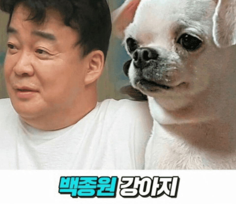 강아지와 닮은 연애인 게시글 썸네일