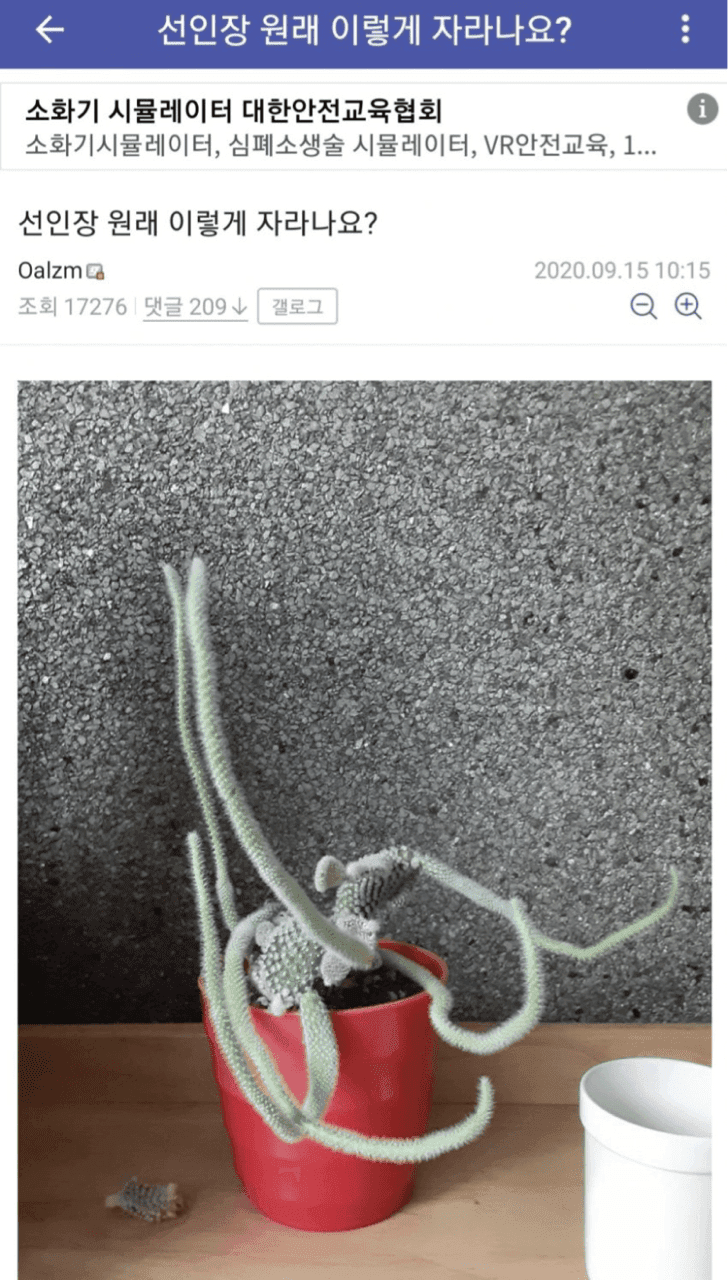 [유머] 오늘도 평화로운 식물 갤러리 게시글 썸네일