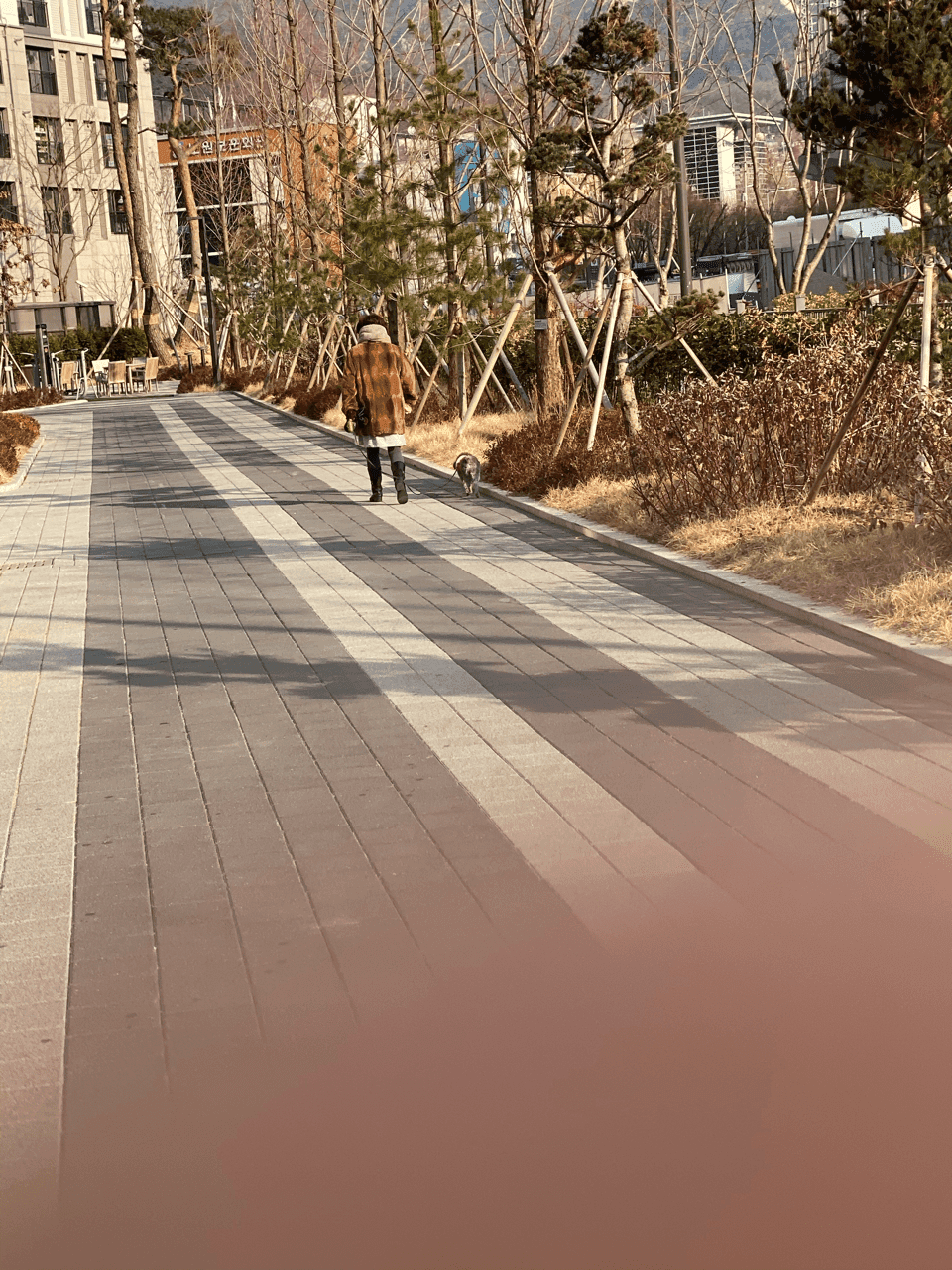 (비차량)?중년여성과 강아지 게시글 썸네일