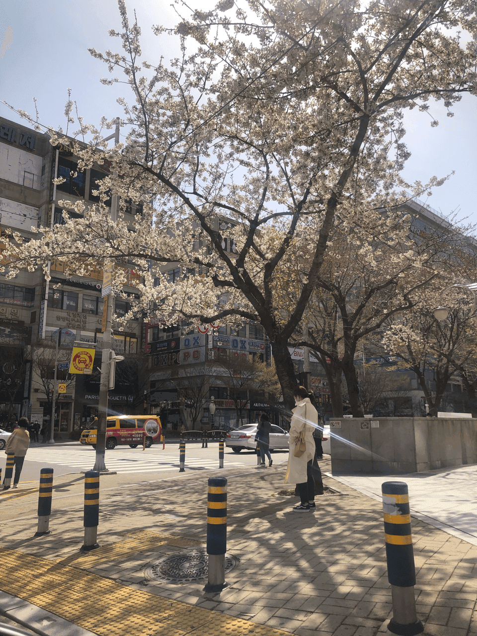 벚꽃이 폈어요 게시글 썸네일