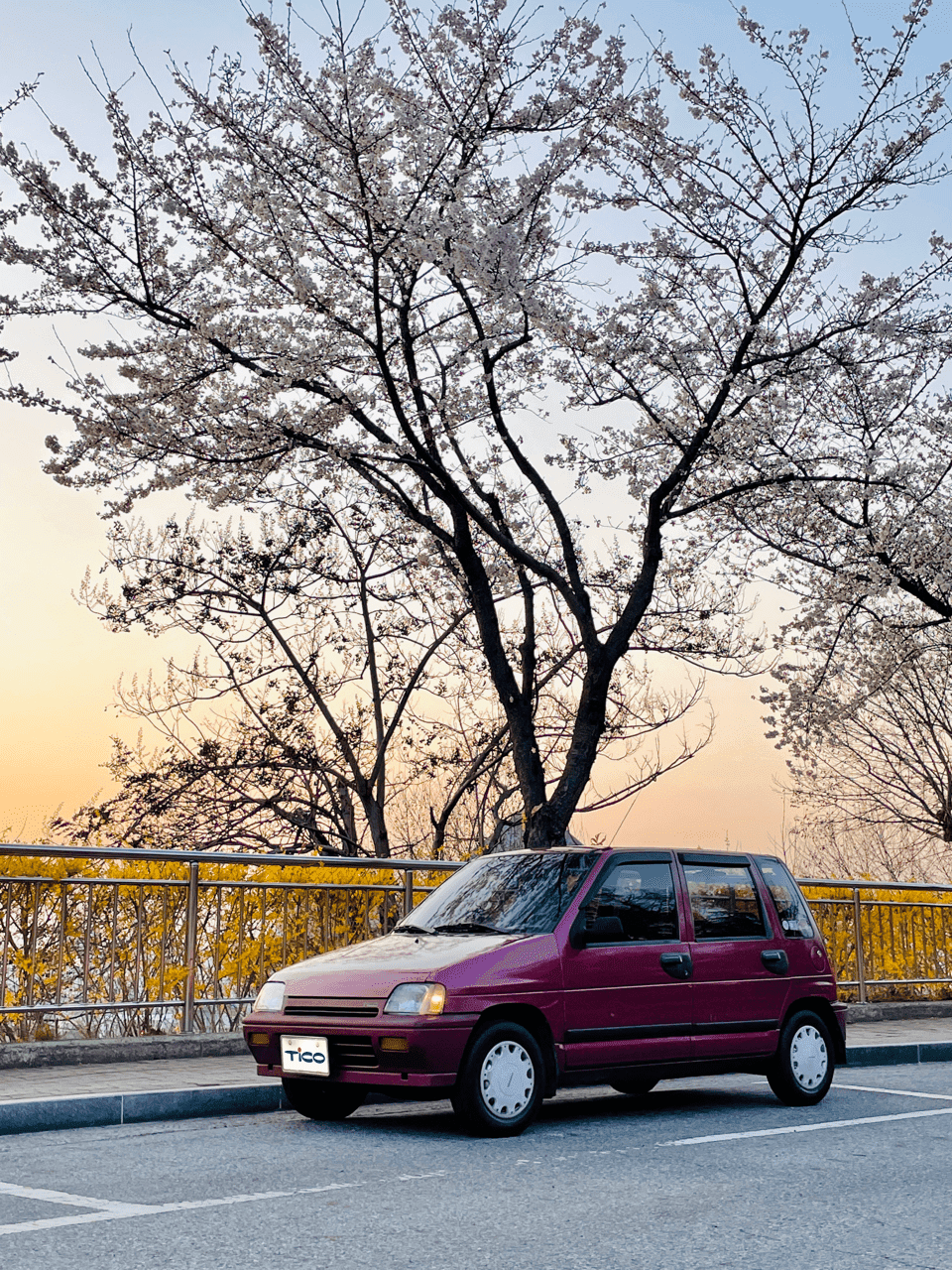 벚꽃 시즌~ 스멀 스멀 올라오네요 ?? 게시글 썸네일