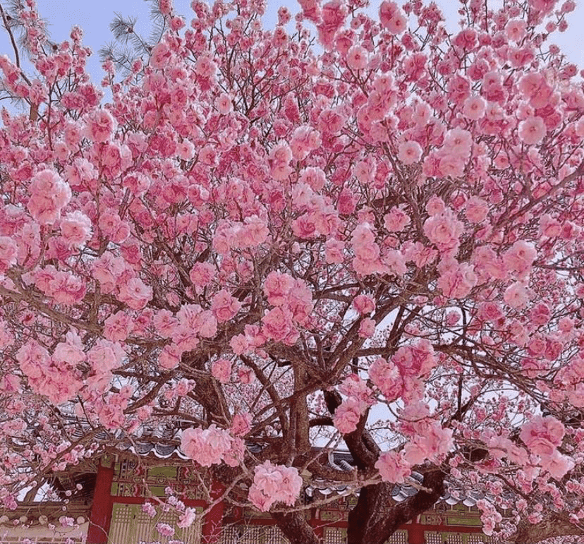 삼천리 금수강산 꽃 만발했어요 ?? 게시글 썸네일