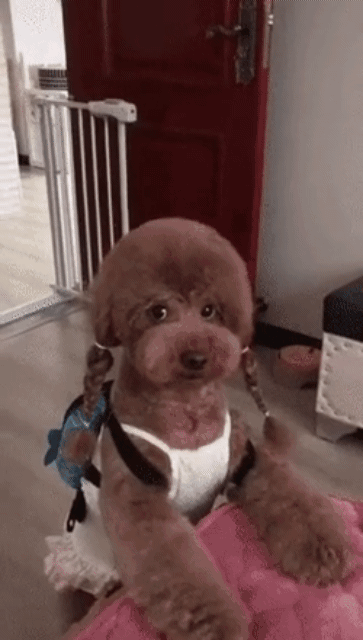 안웃기면 차 팔고 겟차 탈퇴합니다  게시글 썸네일