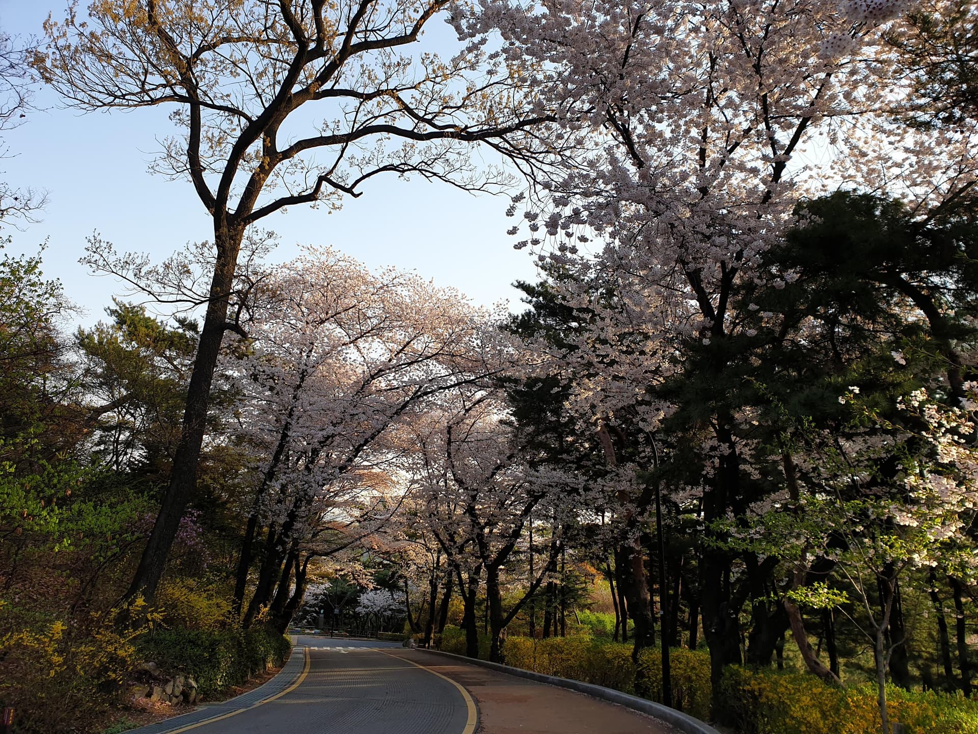 아직 벚꽃 못보신분 게시글 썸네일