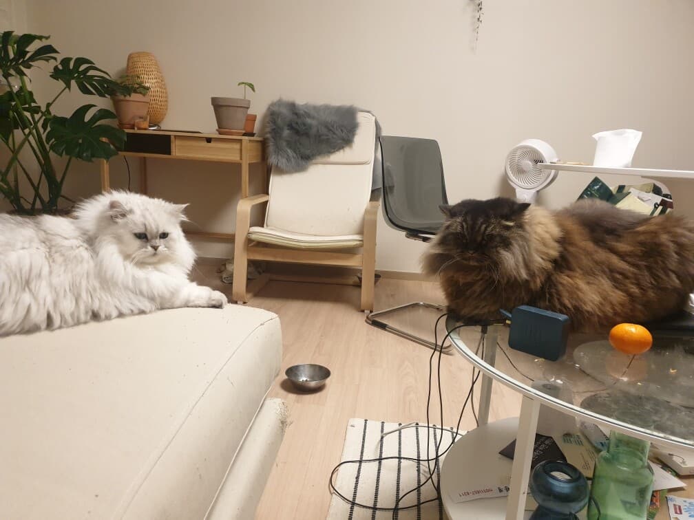 에라 모르겠다 게시글 썸네일