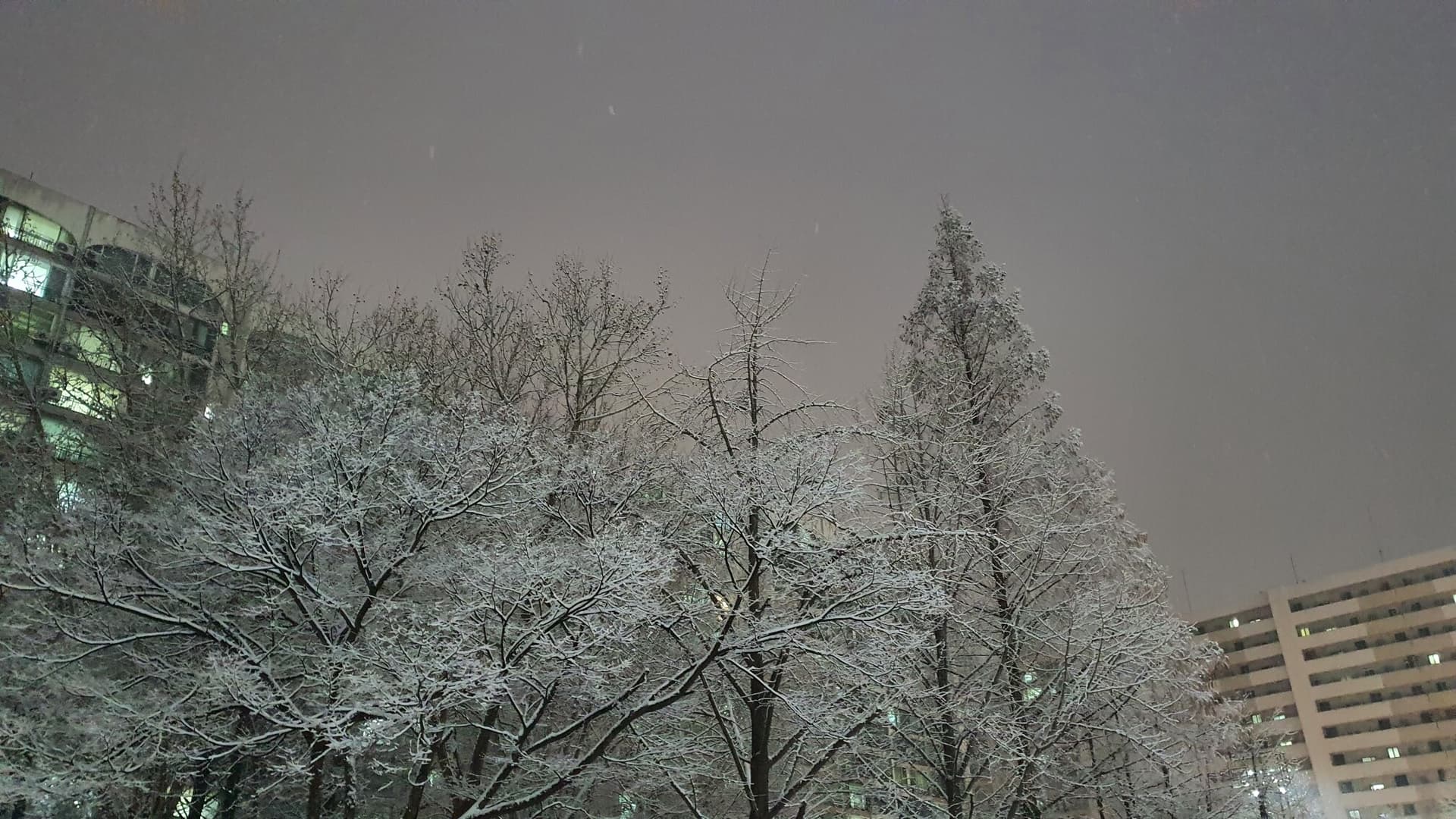 ?눈덮인 나무들이 이쁘군요...이제 집에가야지.. 게시글 썸네일