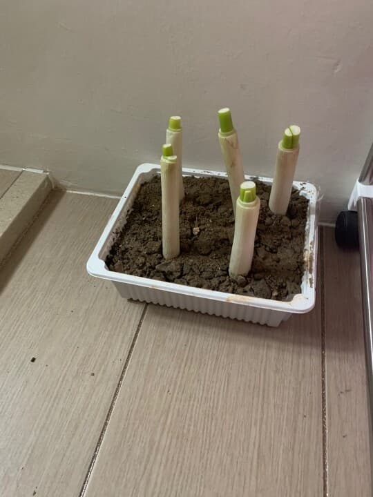 (비차량) 대파값이 비싸서? 게시글 썸네일