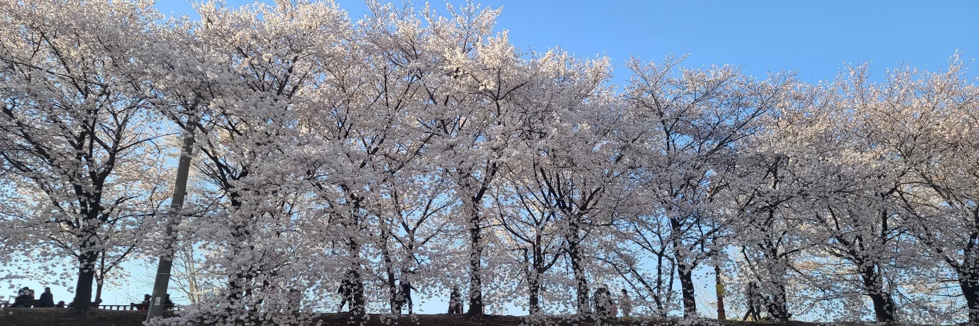 벚꽃이 활짝 피었네요? 게시글 썸네일